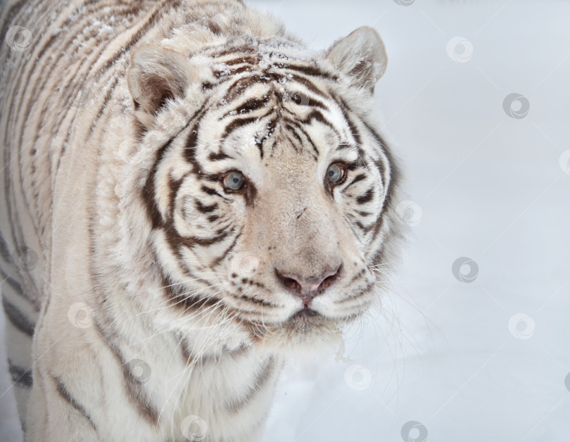 Скачать Белый тигр фотосток Ozero