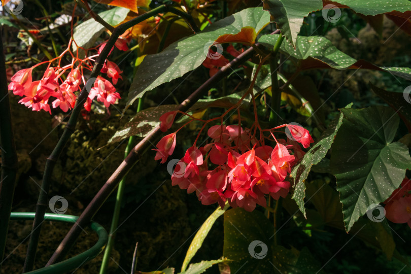 Скачать красные цветы бегонии на естественном фоне фотосток Ozero