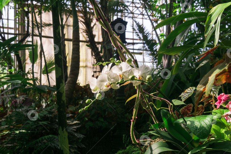 Скачать орхидея белого мотылька цветет в большой теплице фотосток Ozero