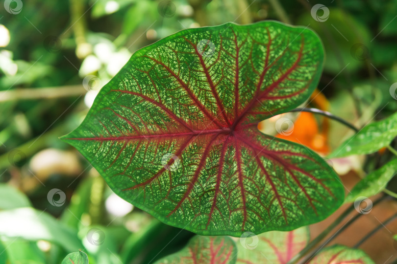 Скачать красивый цветной лист растения каладиум крупным планом фотосток Ozero