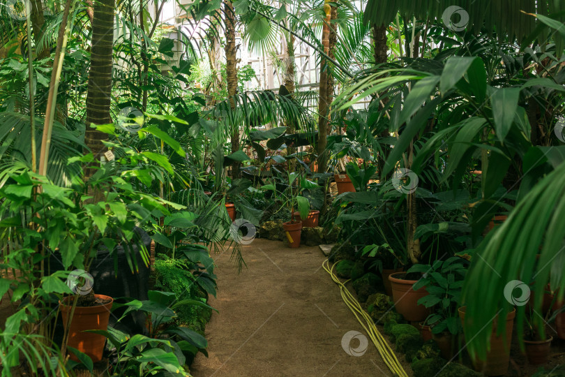 Скачать интерьер большой тропической теплицы с экзотическими растениями фотосток Ozero