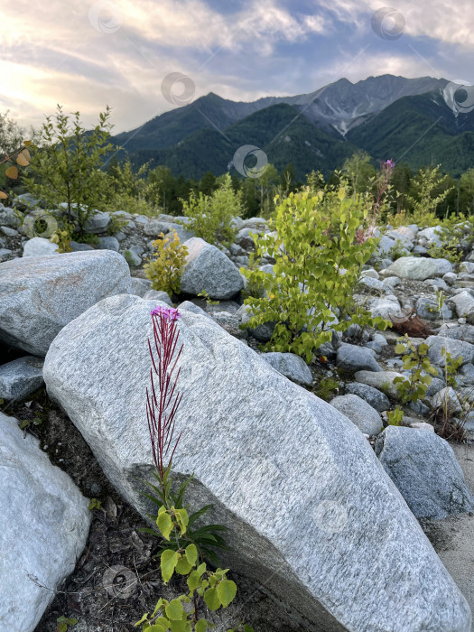 Скачать Дикий цветок, растущий возле камня в Саянских горах, Россия фотосток Ozero