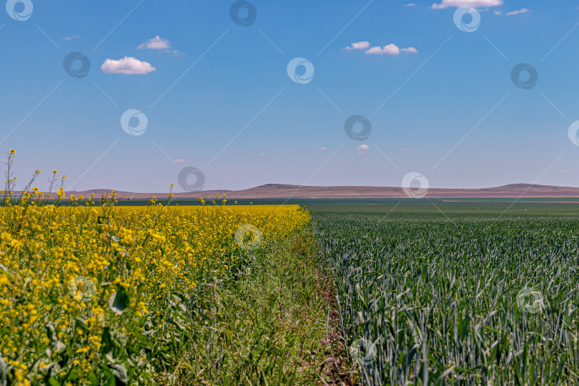 Скачать Разноцветное поле фотосток Ozero