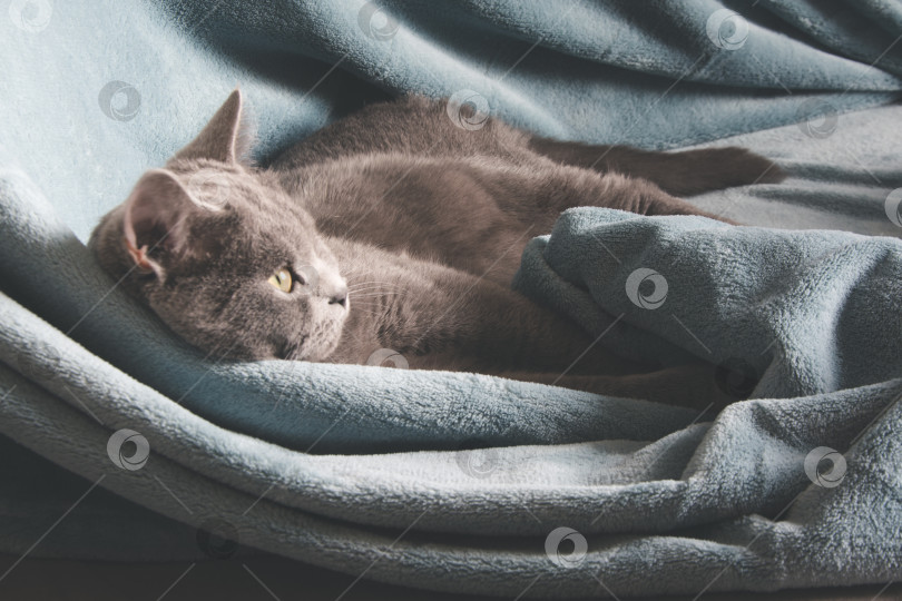 Скачать Британская серая кошка отдыхает на уютном голубом диване в домашнем интерьере. фотосток Ozero