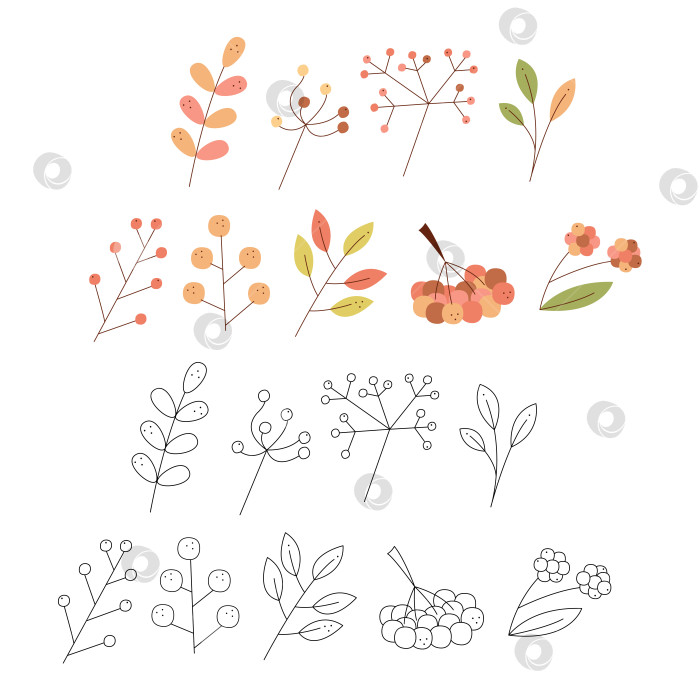 Скачать Набор абстрактных осенних листьев и ягод. Черно-белая и цветная векторная иллюстрация клипарта. фотосток Ozero
