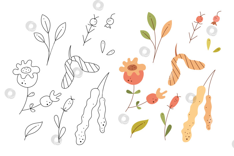 Скачать Набор абстрактных осенних листьев, ягод, семян и сережек. Черно-белая и цветная векторная иллюстрация клипарта. фотосток Ozero