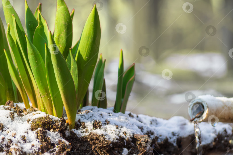Скачать Зеленые побеги цветов прорастают сквозь землю вместе со снегом ранней весной под теплыми лучами весеннего солнца фотосток Ozero