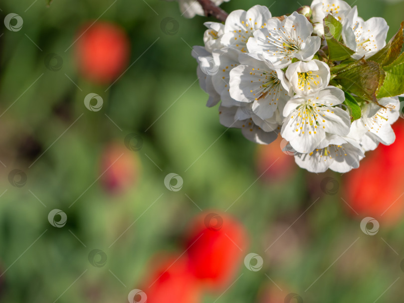 Скачать Цветущая ветка вишни с белыми цветами крупным планом весной на фоне листвы, место для текста фотосток Ozero
