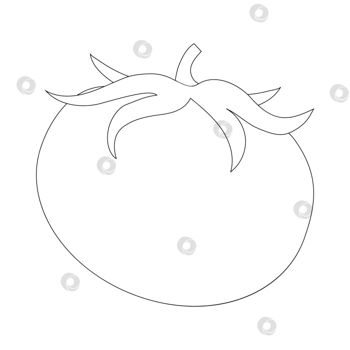 Скачать Векторная контурная иллюстрация помидора для раскрашивания.контурные помидоры фотосток Ozero