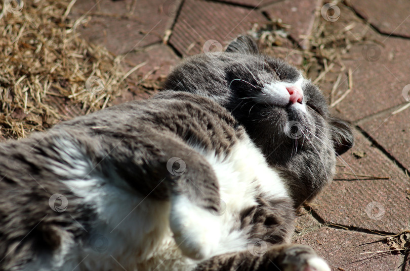 Скачать Серый кот спит на дорожке фотосток Ozero