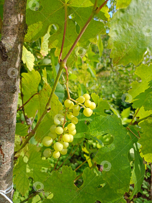 Скачать Гроздь белого винограда на лозе фотосток Ozero