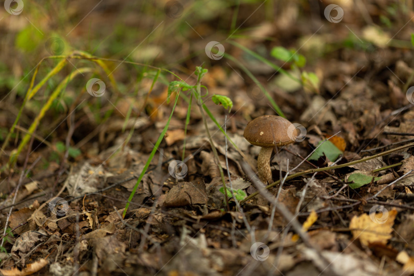 Скачать Съедобный гриб березовая подберезовик в лесу фотосток Ozero