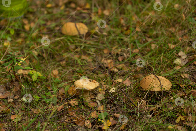 Скачать Съедобные белые грибы три белых гриба в лесу фотосток Ozero