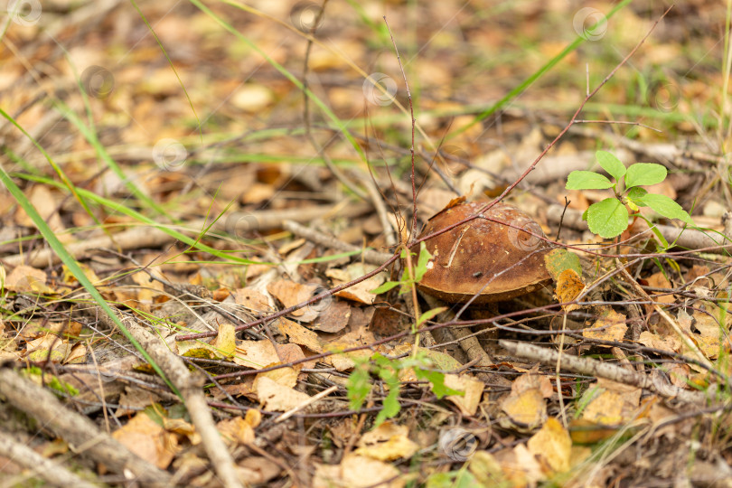Скачать Съедобный гриб березовая подберезовик в лесу фотосток Ozero