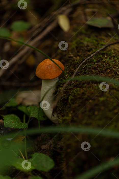 Скачать Съедобный подосиновик в лесу, подберезовик с оранжевой шляпкой фотосток Ozero