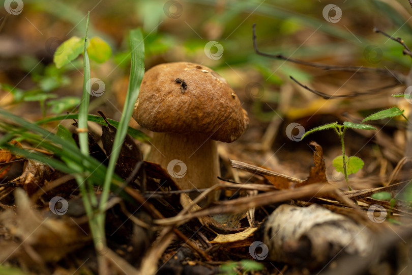 Скачать Съедобный белый гриб белый гриб в лесу фотосток Ozero