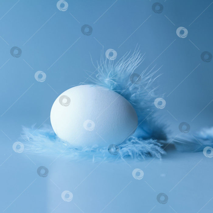 Скачать яйцо с синими перьями на синем фоне, квадратного формата фотосток Ozero