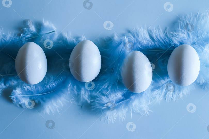 Скачать Четыре белых яйца, лежащих на голубых перьях, вид сверху фотосток Ozero