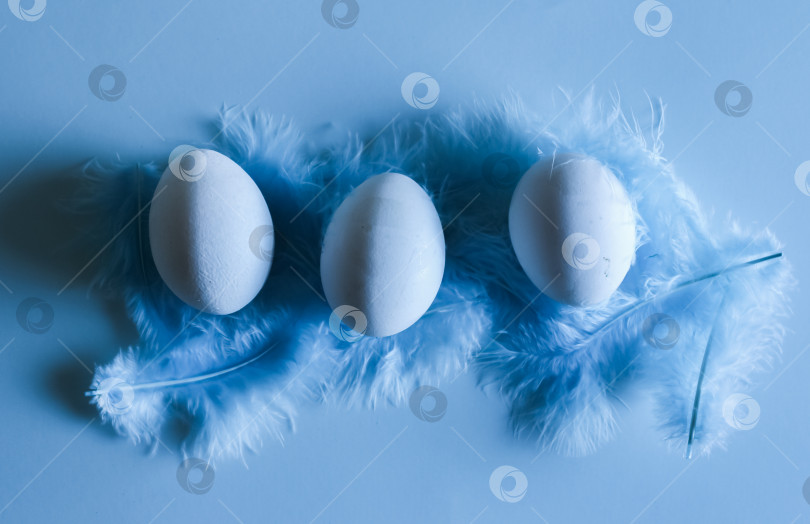 Скачать Три яйца на подложке из пушистых синих перьев фотосток Ozero