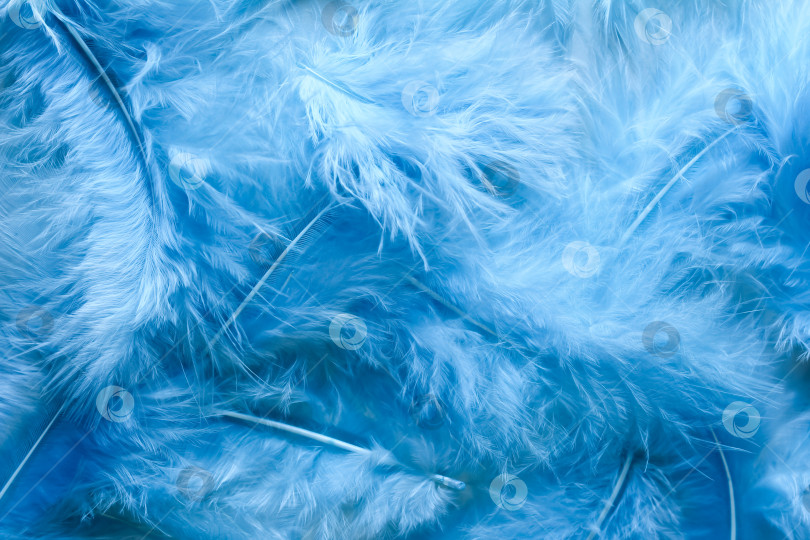 Скачать Текстура макроса с синими перьями, фон из перьев фотосток Ozero