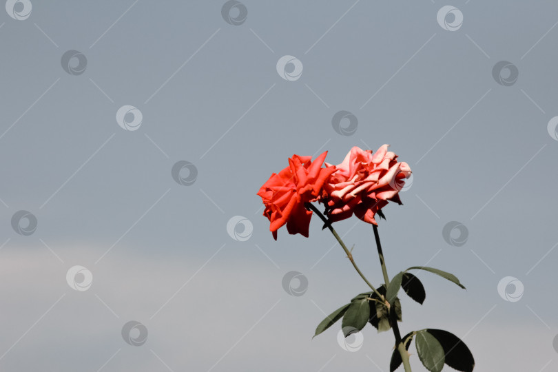 Скачать Две розы на фоне голубого неба фотосток Ozero