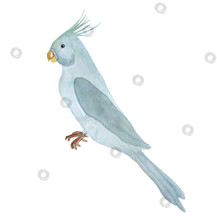 Скачать Изолированная иллюстрация синего акварельного попугая на белом фоне. Хохлатый попугай, пернатые домашние животные, орнитология, волнистый попугайчик. Нарисованная от руки тропическая птица фотосток Ozero