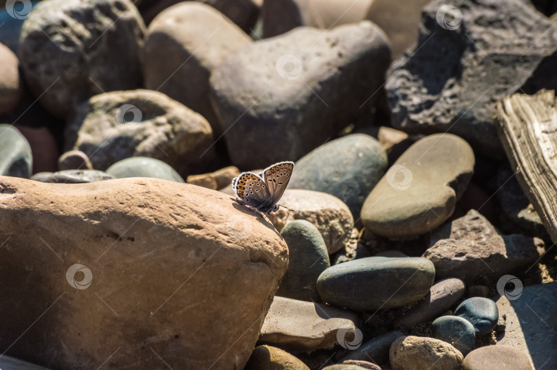 Скачать Бабочка на галечном пляже под солнцем. фотосток Ozero