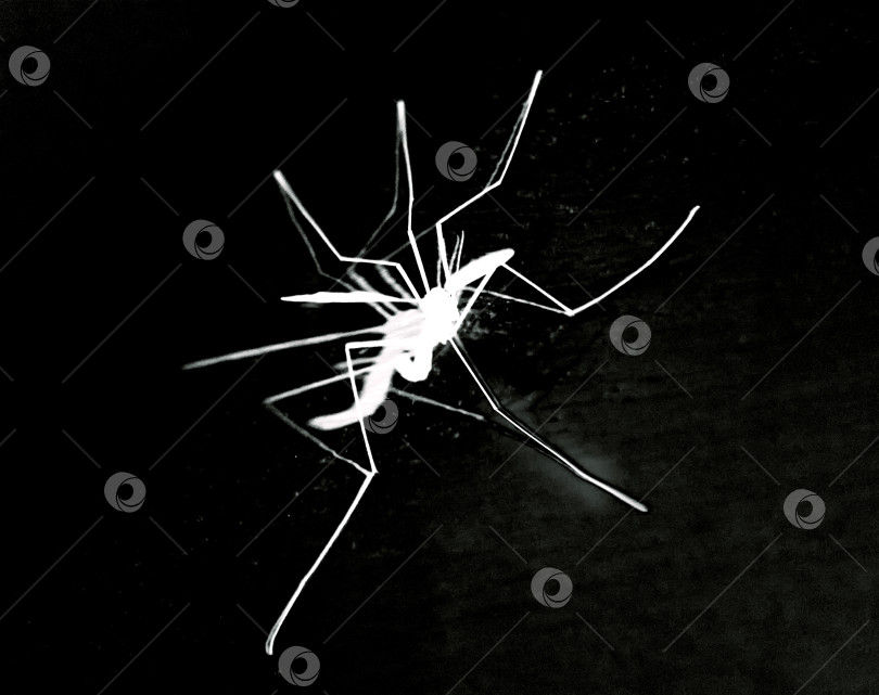 Скачать Изображение комара белого цвета на черном фоне. Абстракция фотосток Ozero