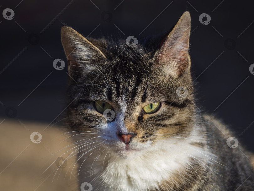 Скачать Портрет кошки крупным планом. Разноцветный кот с зелеными глазами смотрит в камеру фотосток Ozero