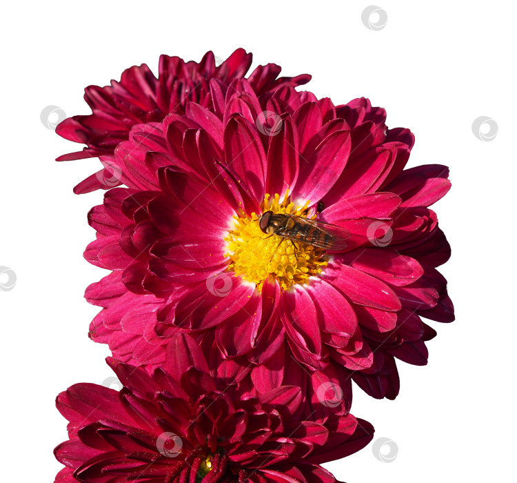 Скачать Красные цветы хризантемы, срезанные и изолированные на белом фоне -цветочная рамка. Пчела сидит и собирает нектар на красивом бордово-желтом цветке. Изолированные цветы для дизайна фотосток Ozero
