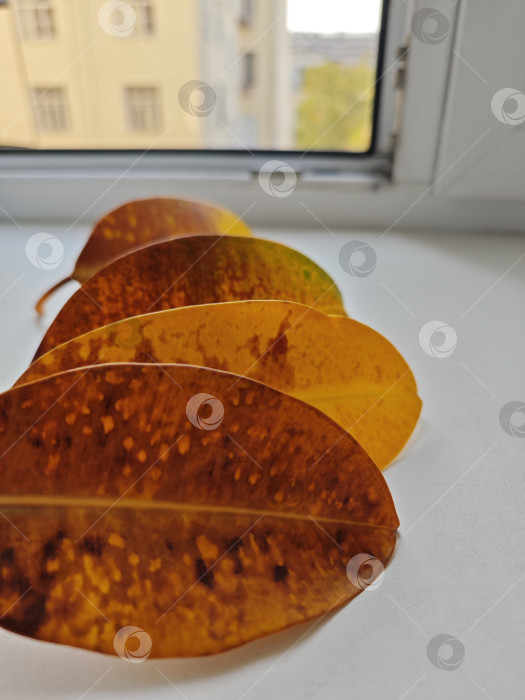 Скачать Пожелтевшие листы на подоконнике фотосток Ozero