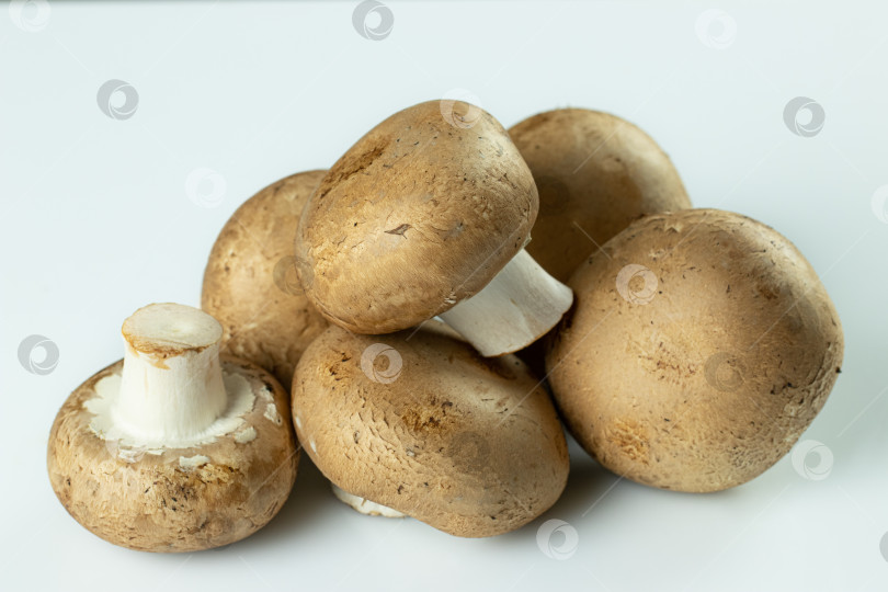 Скачать Крупный план крупных коричневых королевских шампиньонов или грибов портобелло на белом фоне фотосток Ozero