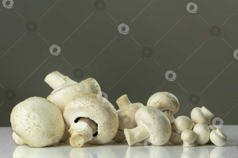 Скачать Группа свежих грибов разного размера, отсортированных в порядке убывания, на сером фоне. Пространство для текста фотосток Ozero