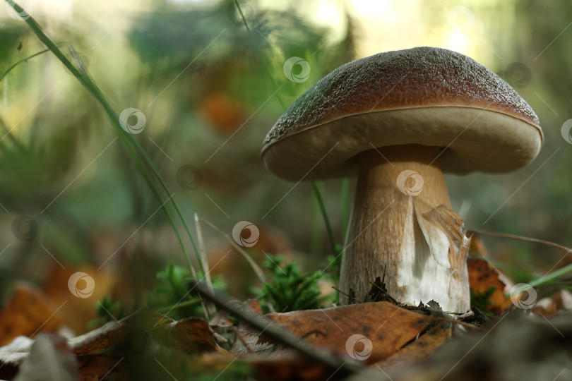 Скачать Белый гриб в лесу фотосток Ozero