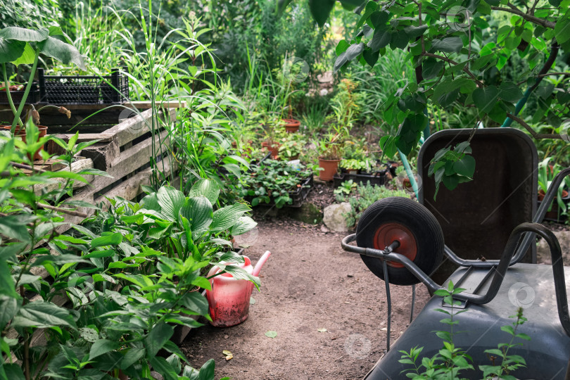 Скачать садовые инструменты, тачки и лейка среди растений в саду фотосток Ozero