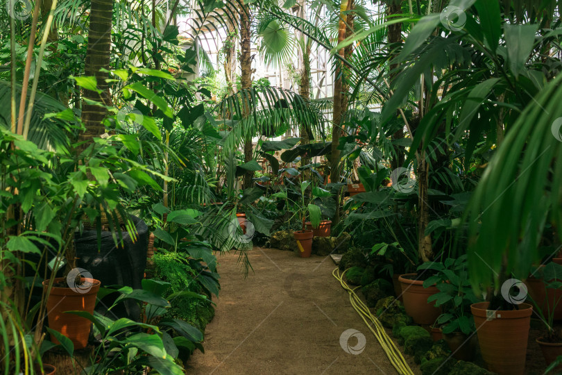 Скачать интерьер большой тропической теплицы с экзотическими растениями фотосток Ozero