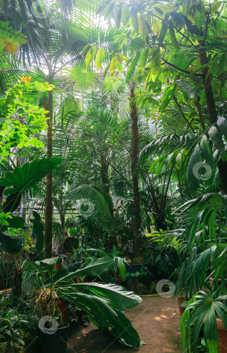 Скачать интерьер большой теплицы с пальмами и другими тропическими растениями фотосток Ozero