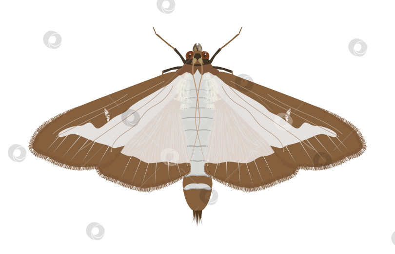 Скачать Взрослая особь самшитовой моли (Cydalima perspectalis) с рисунком бабочки фотосток Ozero