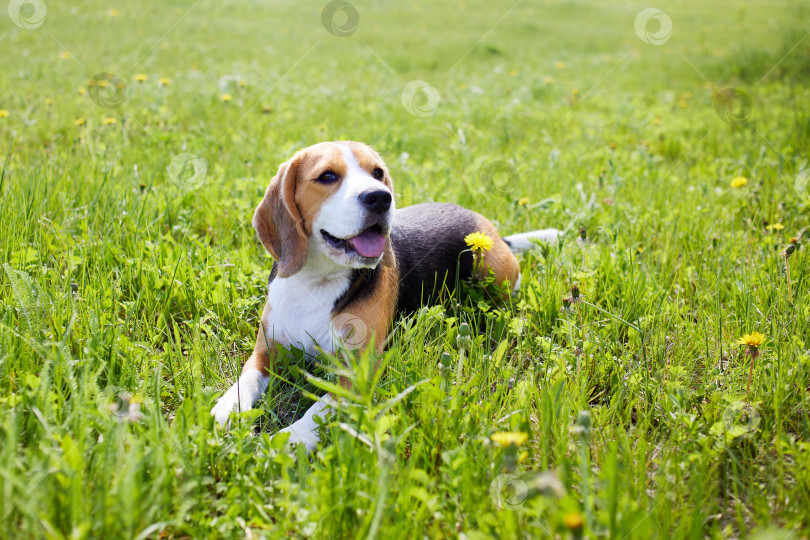 Скачать Милая собачка бигль лежит на зеленой траве на летнем лугу в жаркий солнечный день фотосток Ozero