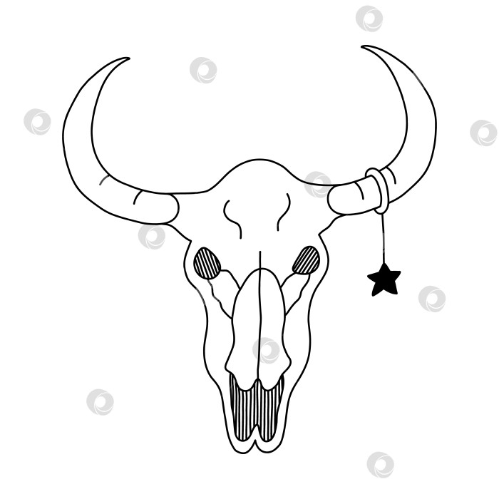 Скачать Простой рисунок бычьего черепа с серьгой в виде звезды на роге с нарисованным от руки контуром. Портрет скелета головы коровьего черепа, вид спереди. Знак ковбоя, западной культуры, ковбойши, коренного американца, Техасца. фотосток Ozero