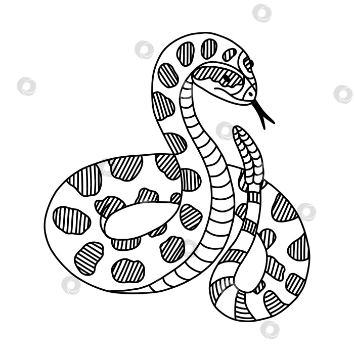 Скачать Нарисованная от руки змея с каракулями-погремушками и контуром. Гремучая змея в джунглях или зоопарке, стоящая в действии с высунутым языком. Ядовитая гадюка тропического или Дикого Запада на снимке спереди. Векторная зеленая опасная змея. фотосток Ozero