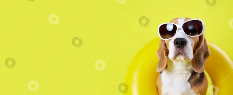 Скачать Собака породы бигль в солнцезащитных очках и с надувным кругом для плавания фотосток Ozero
