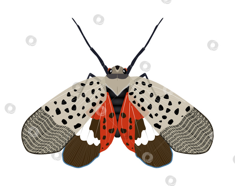 Скачать Пятнистая светлячка - дрозофила Lycorma delicatula с распростертыми крыльями фотосток Ozero