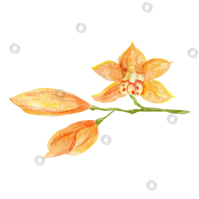 Скачать Нарисованная вручную акварелью оранжевая орхидея, выделенная на белом фоне. Акварельная иллюстрация цветка цимбидиума. Оранжевый цветок для полиграфического дизайна фотосток Ozero