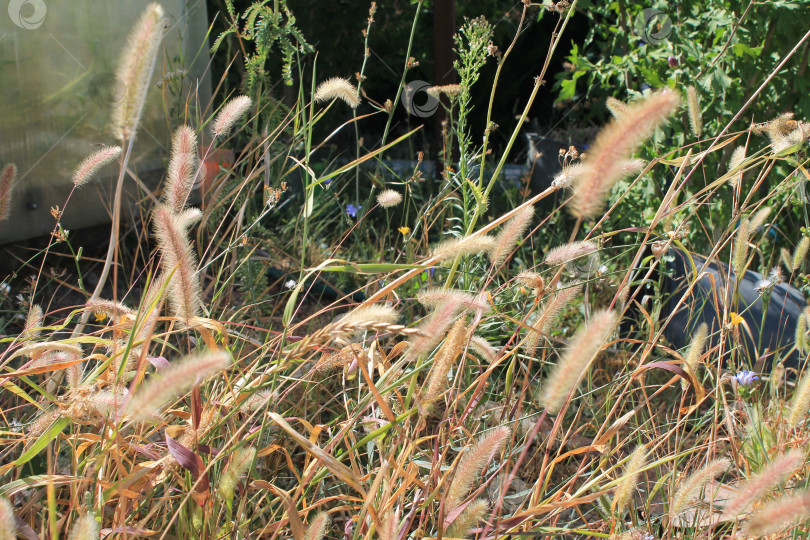 Скачать Колосья травы фотосток Ozero