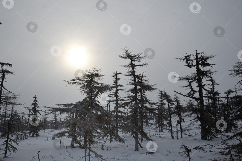 Скачать День в лесу фотосток Ozero