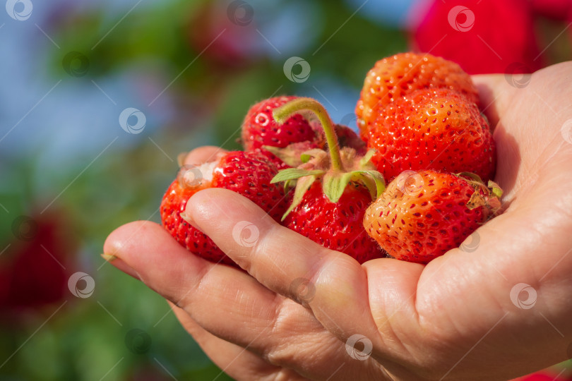 Скачать Женская рука держит гроздь спелой клубники, собранной в ее саду в яркий солнечный день. Макрос с изображением рук фермера, держащих сочную органическую свежесобранную клубнику. Малая глубина резкости фотосток Ozero