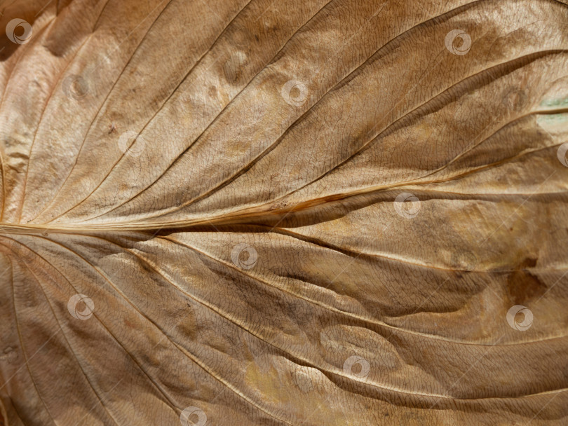 Скачать Макрос осеннего фона. Коричневая текстурированная поверхность сухого листа фотосток Ozero