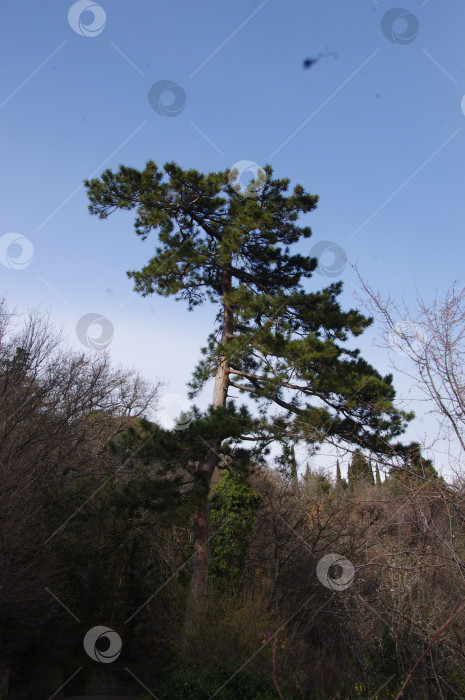 Скачать Кривая сосна фотосток Ozero