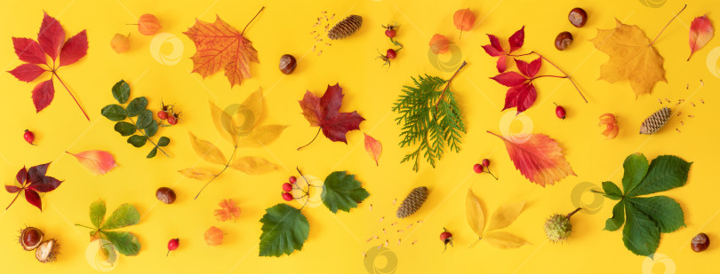 Скачать Осенняя композиция из листьев, ягод и шишек фотосток Ozero